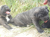 cucciolo di cane corso nero 